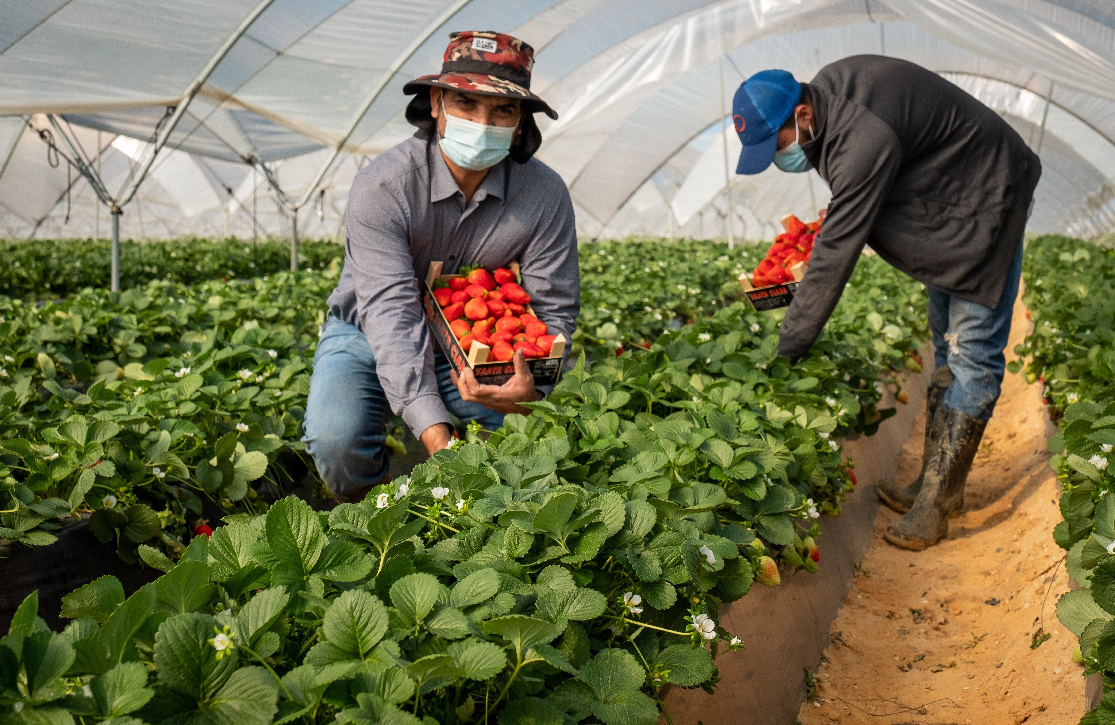 España ofrecerá trabajo temporal a agricultores hondureños